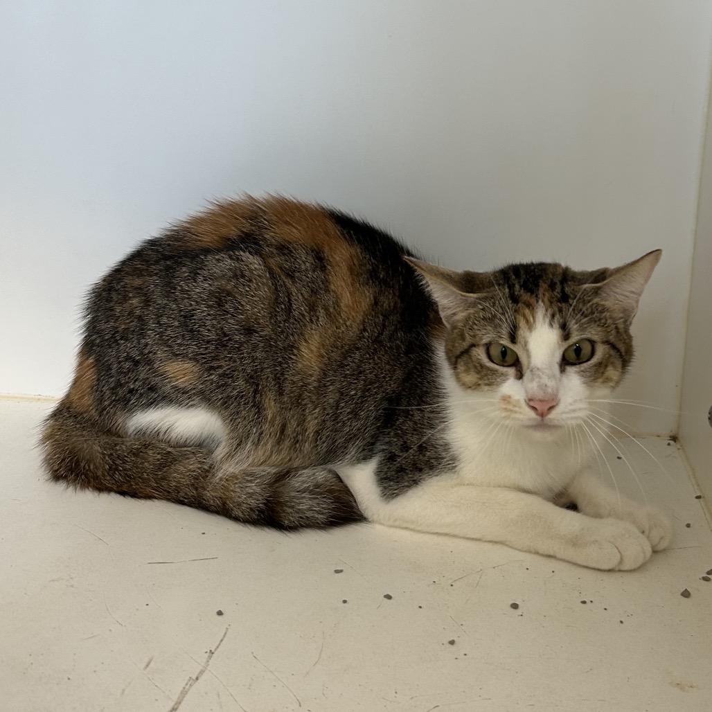 Rae (C28), Adoptable, Young Female Domestic Short Hair.