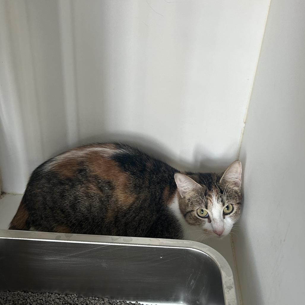 Rae (C28), a Adoptable Domestic Short Hair in Portland, TX image 2/2