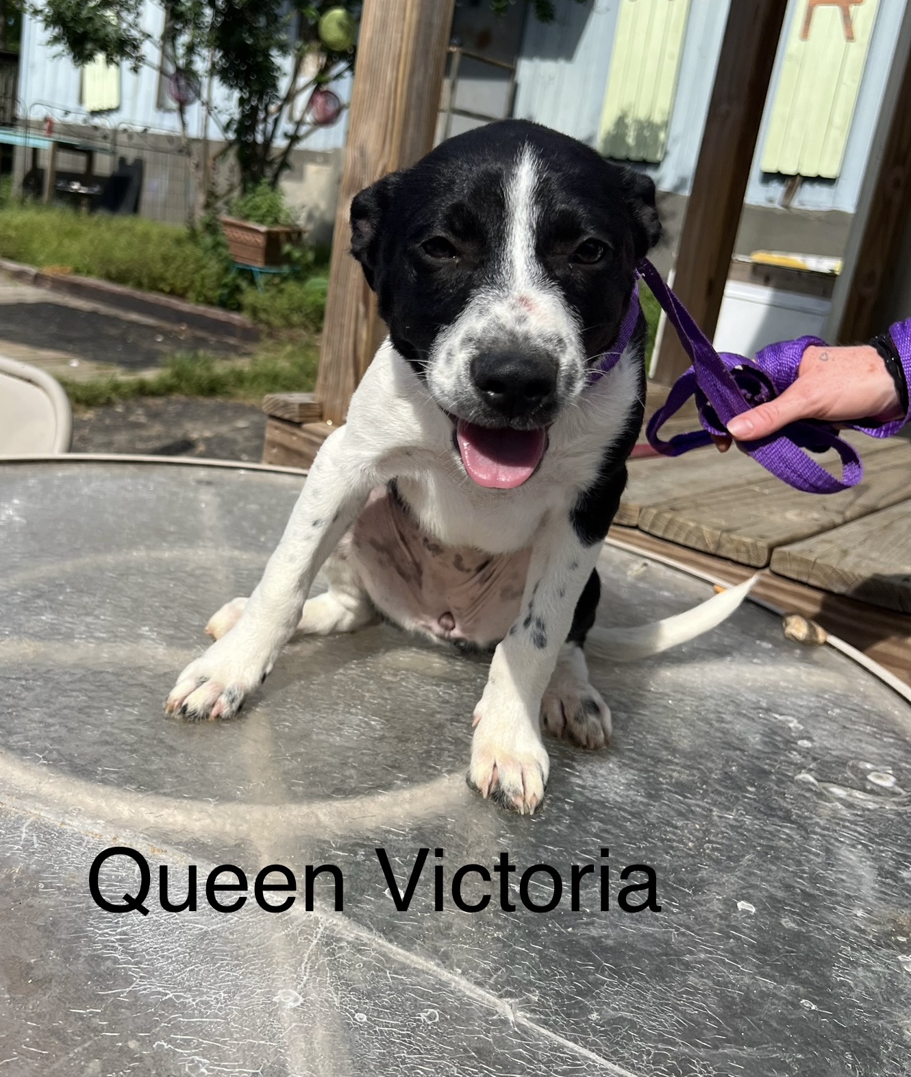 Vermont Dog Adoptions Dogs for Adoption in VT