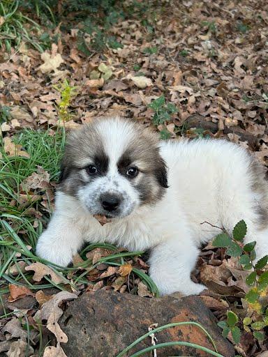 Mutzu, Adopted, Puppy Male Great Pyrenees.