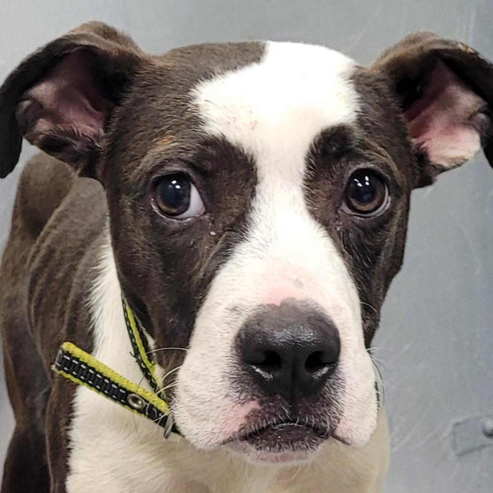 Enlarge Huckleberry, a Adoptable Boxer in Greenville, SC image 1/1