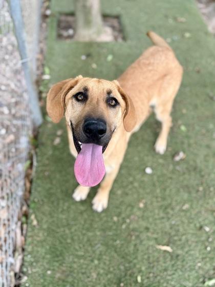 Sadie, Adoptable, Young Female Black Mouth Cur & Mixed Breed.