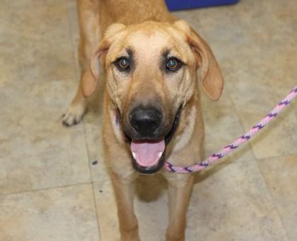 Sadie, a Adoptable mixed breed in Picayune, MS image 2/3