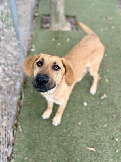 Sadie, a Adoptable mixed breed in Picayune, MS image 3/3