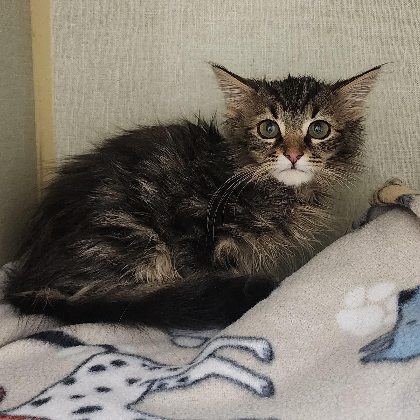 Enlarge Forrest, an adopted Domestic Long Hair in Tulsa, OK image 1/1