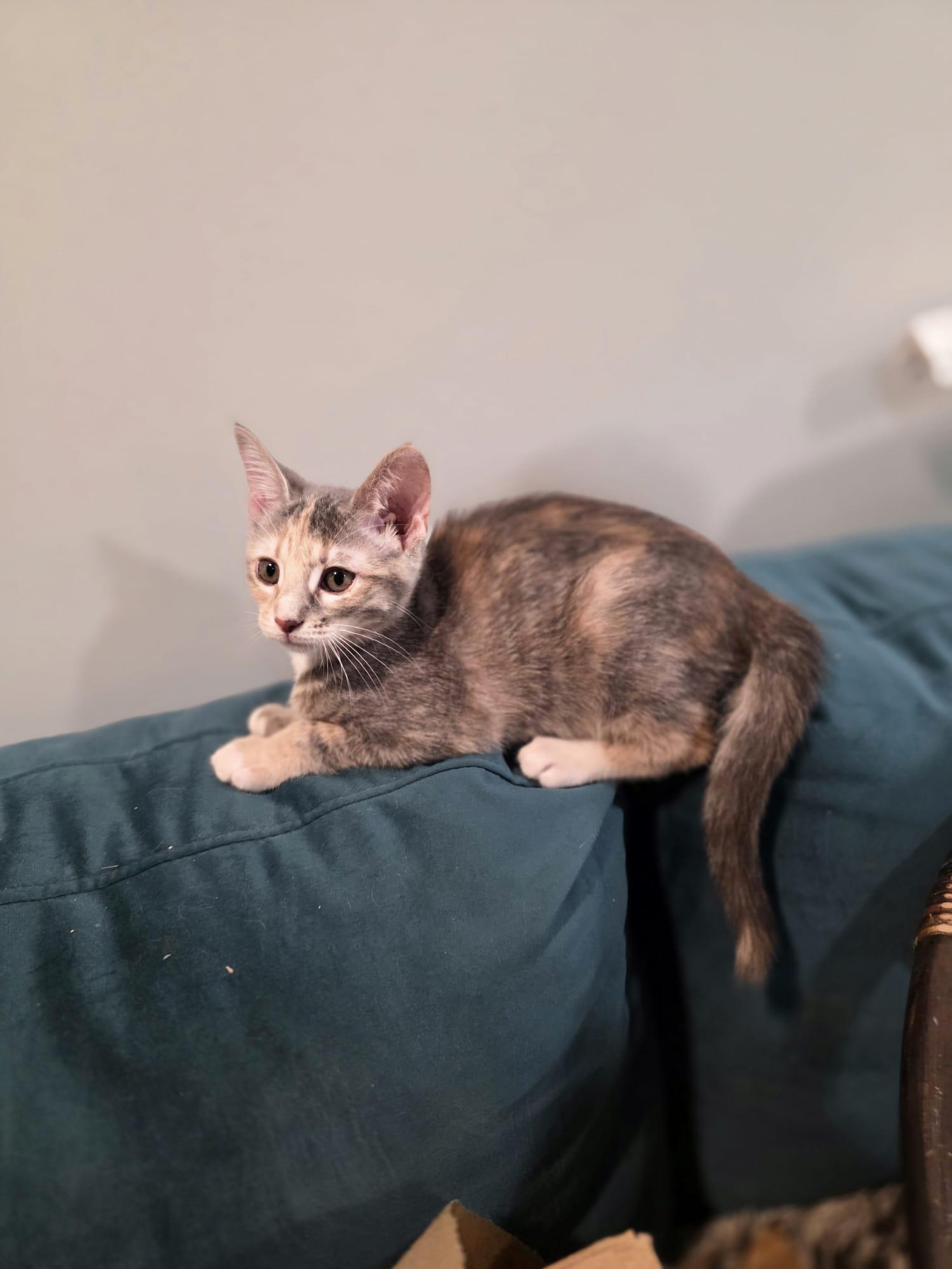 Cinder, Adoptable, Kitten Female Dilute Calico.