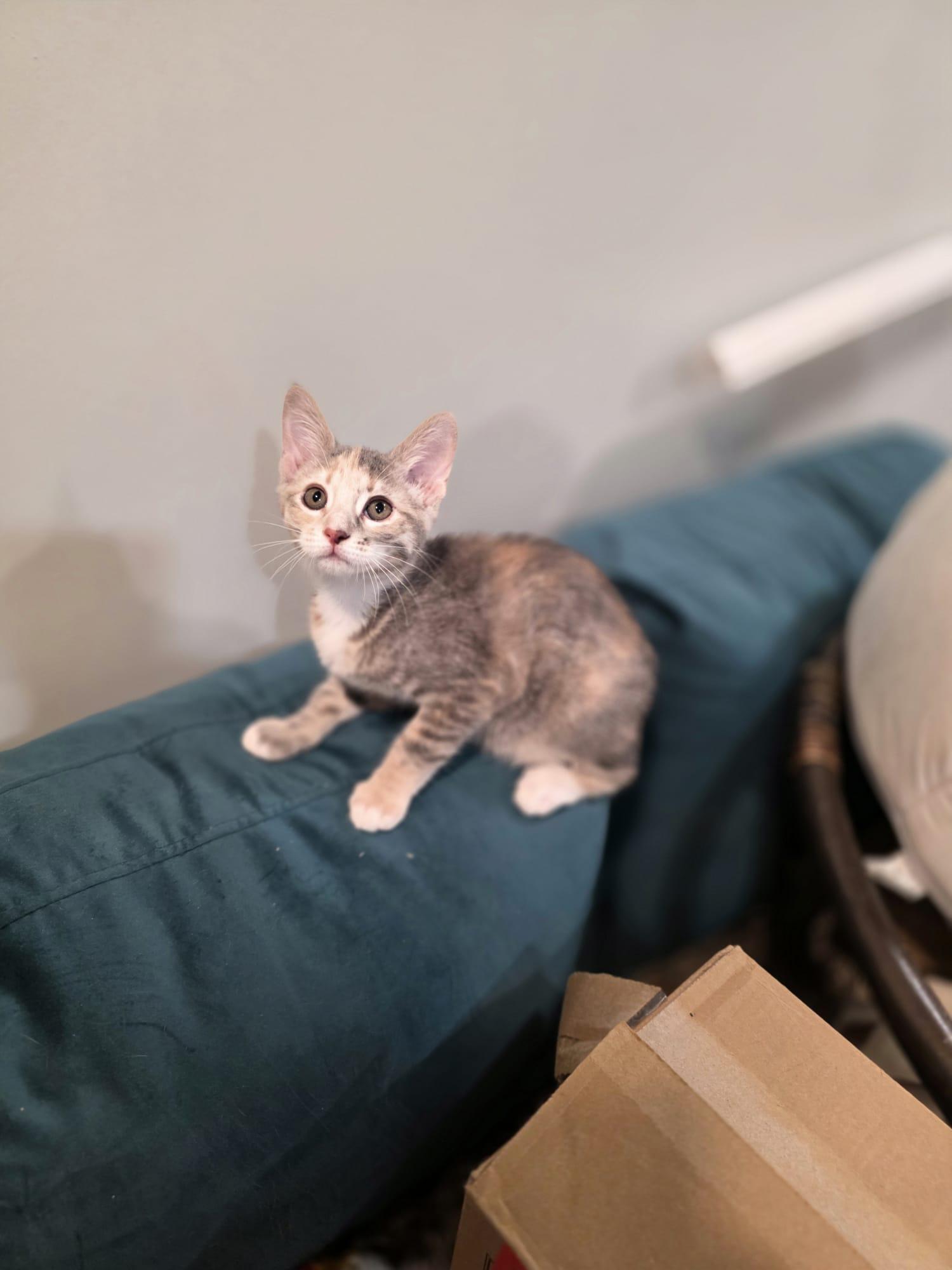 Enlarge Cinder, a Adoptable Dilute Calico in Chattanooga, TN image 5/5