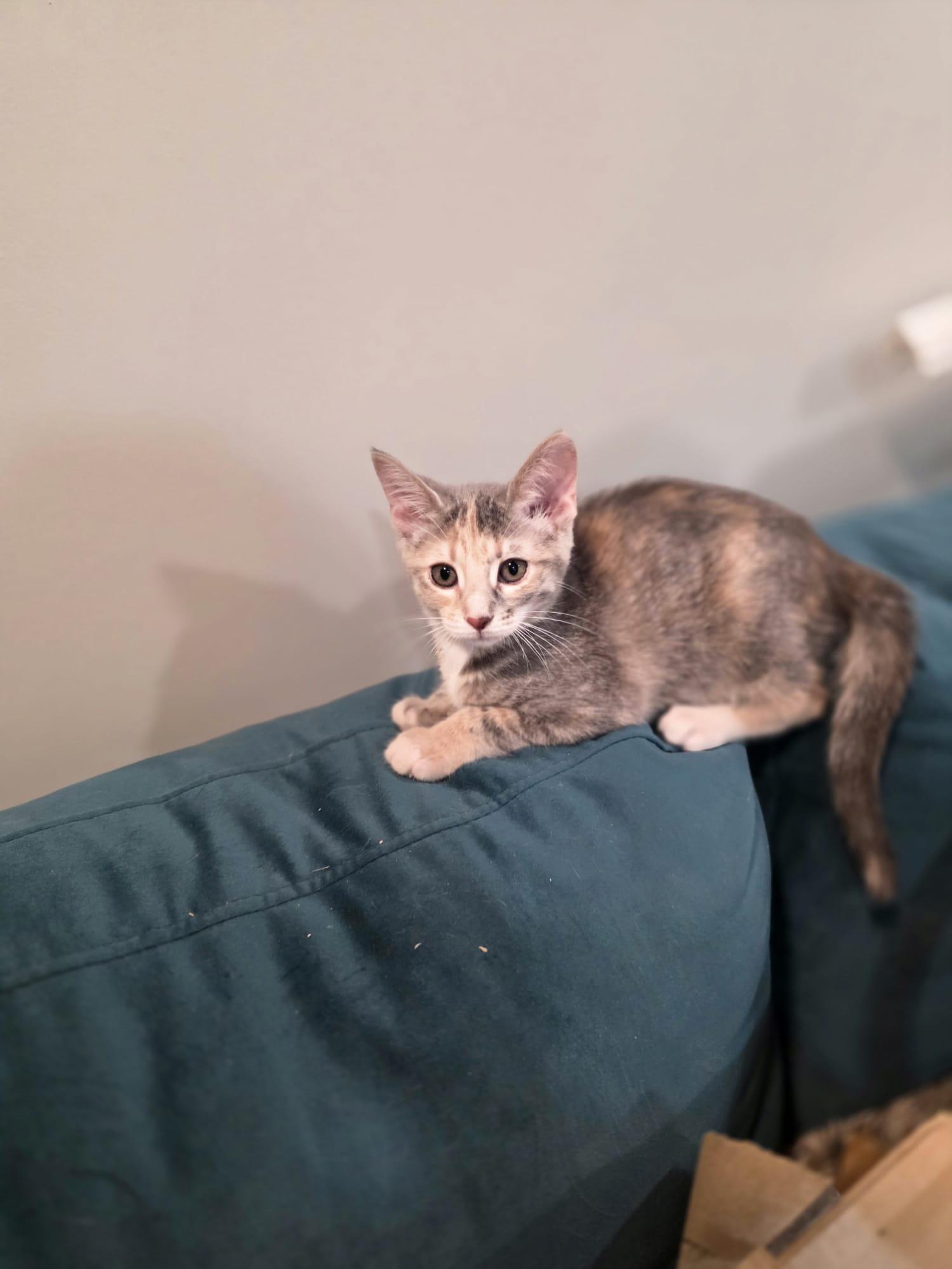 Enlarge Cinder, a Adoptable Dilute Calico in Chattanooga, TN image 3/5