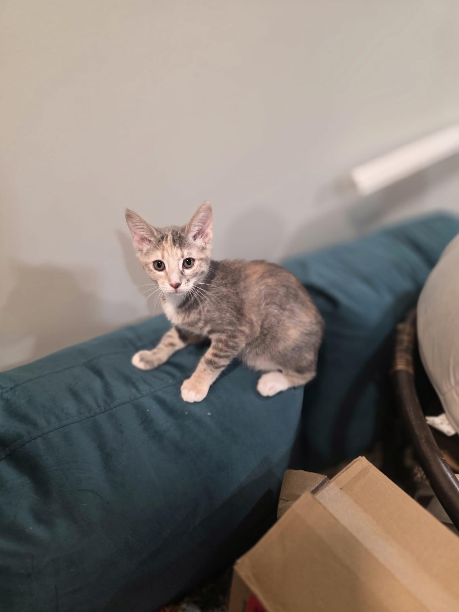 Enlarge Cinder, a Adoptable Dilute Calico in Chattanooga, TN image 4/5