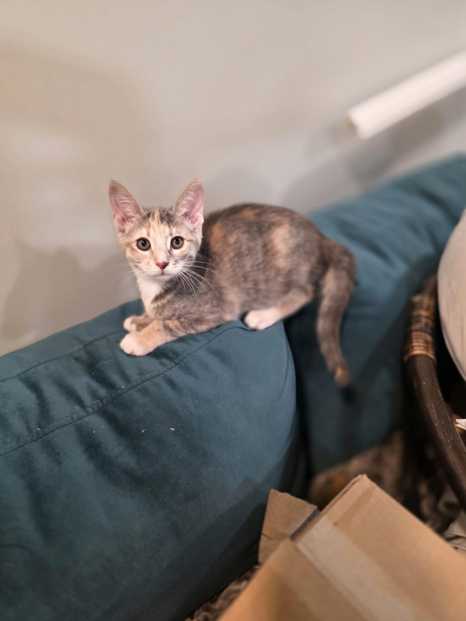 Enlarge Cinder, a Adoptable Dilute Calico in Chattanooga, TN image 2/5