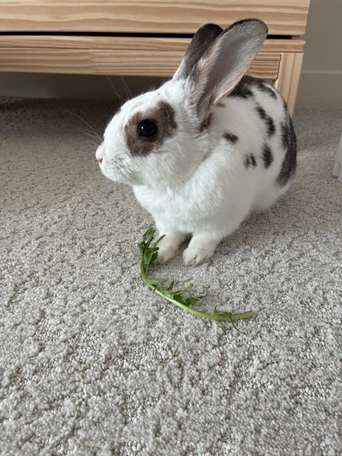 BUBBLES, Adoptable, Young Male Bunny Rabbit.