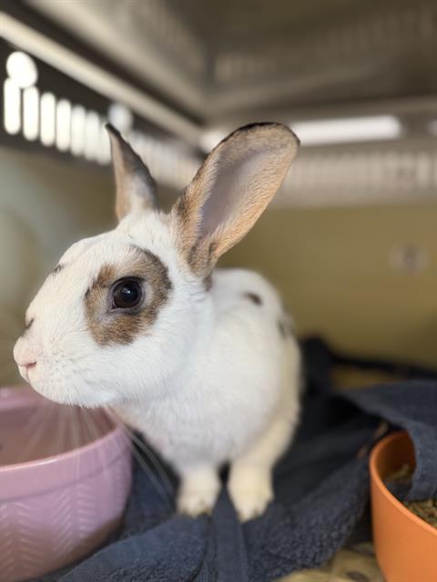 BUBBLES, Adoptable, Young Male Bunny Rabbit.