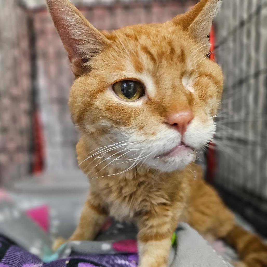 Tantor, Adoptable, Senior Male Domestic Short Hair.
