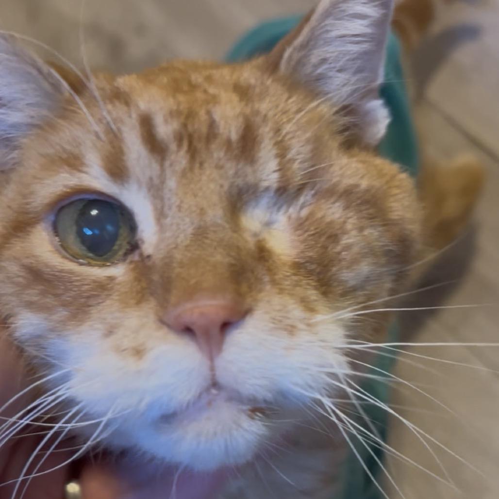 Enlarge Tantor, a Adoptable Domestic Short Hair in Bountiful, UT image 2/3