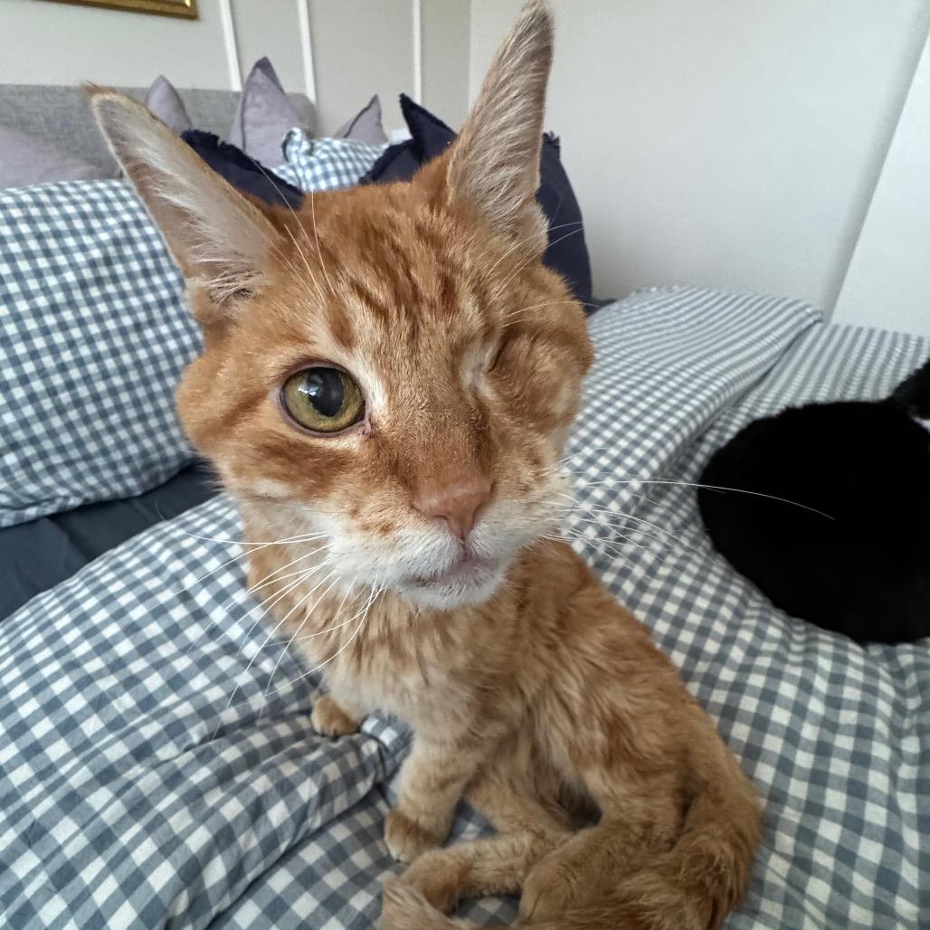 Enlarge Tantor, a Adoptable Domestic Short Hair in Bountiful, UT image 3/3