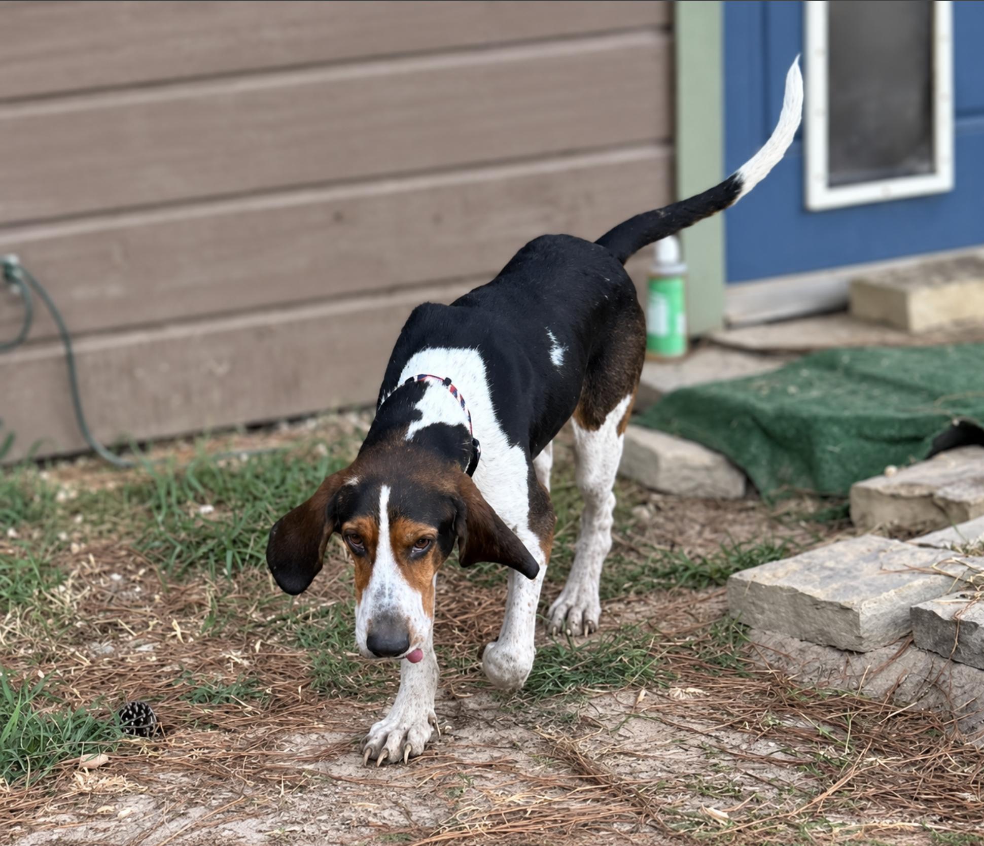 Enlarge Riley Green, a Adoptable Treeing Walker Coonhound in TULSA, OK image 1/4