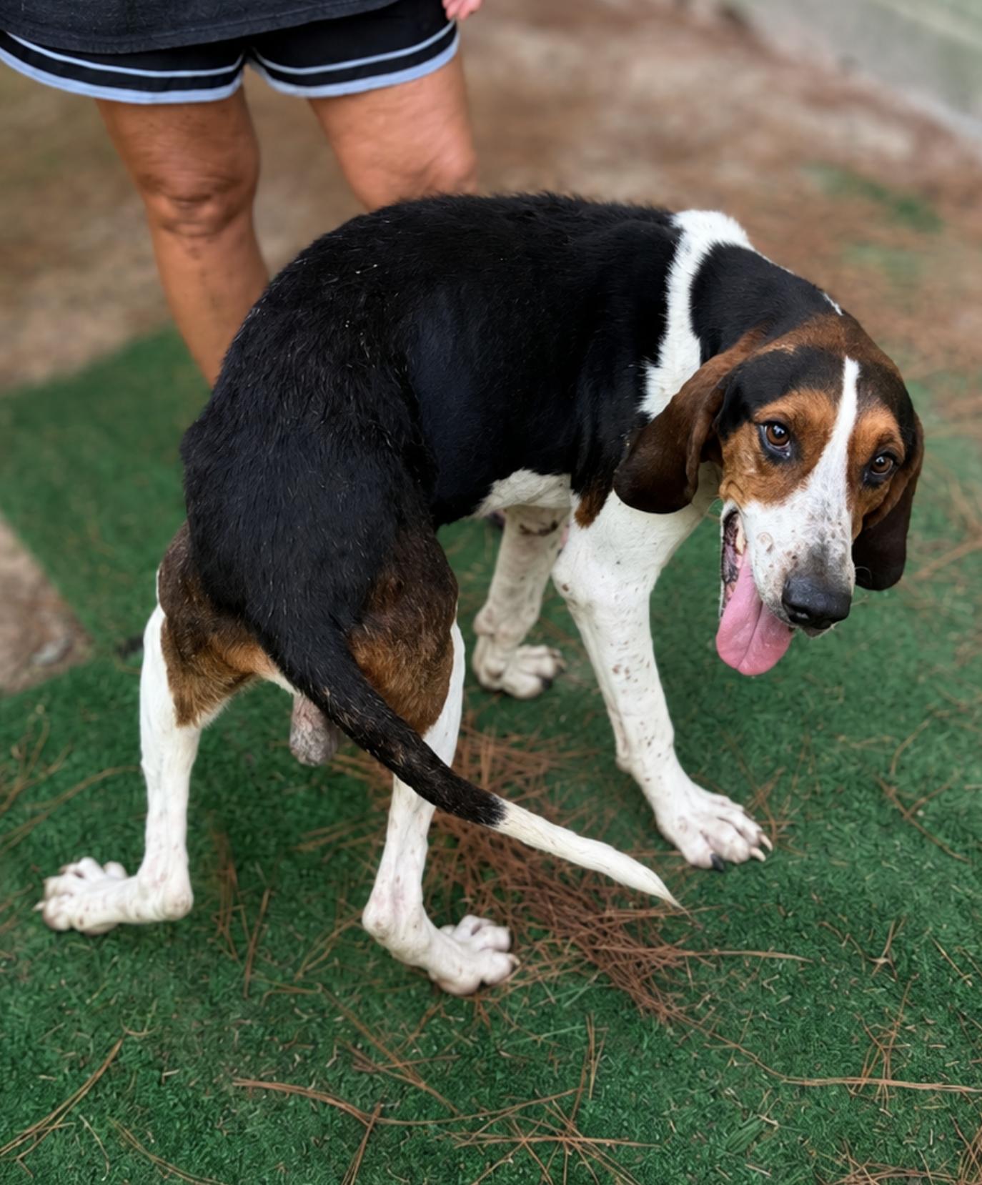 Riley Green, Adoptable, Adult Male Treeing Walker Coonhound.
