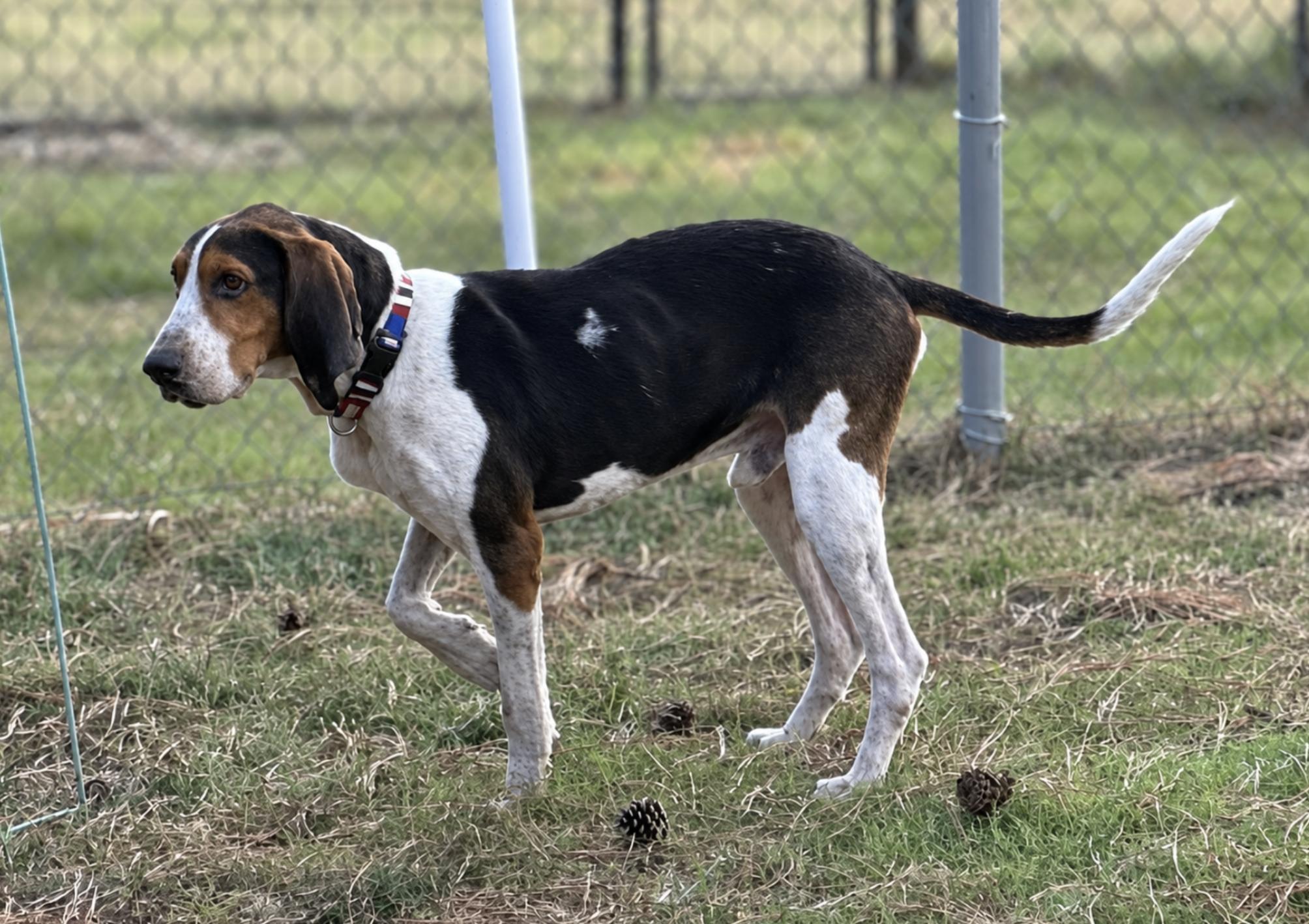 Enlarge Riley Green, a Adoptable Treeing Walker Coonhound in TULSA, OK image 3/4
