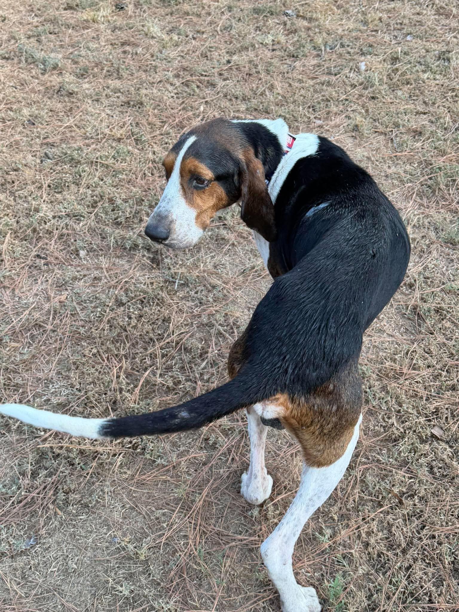 Enlarge Riley Green, a Adoptable Treeing Walker Coonhound in TULSA, OK image 4/4