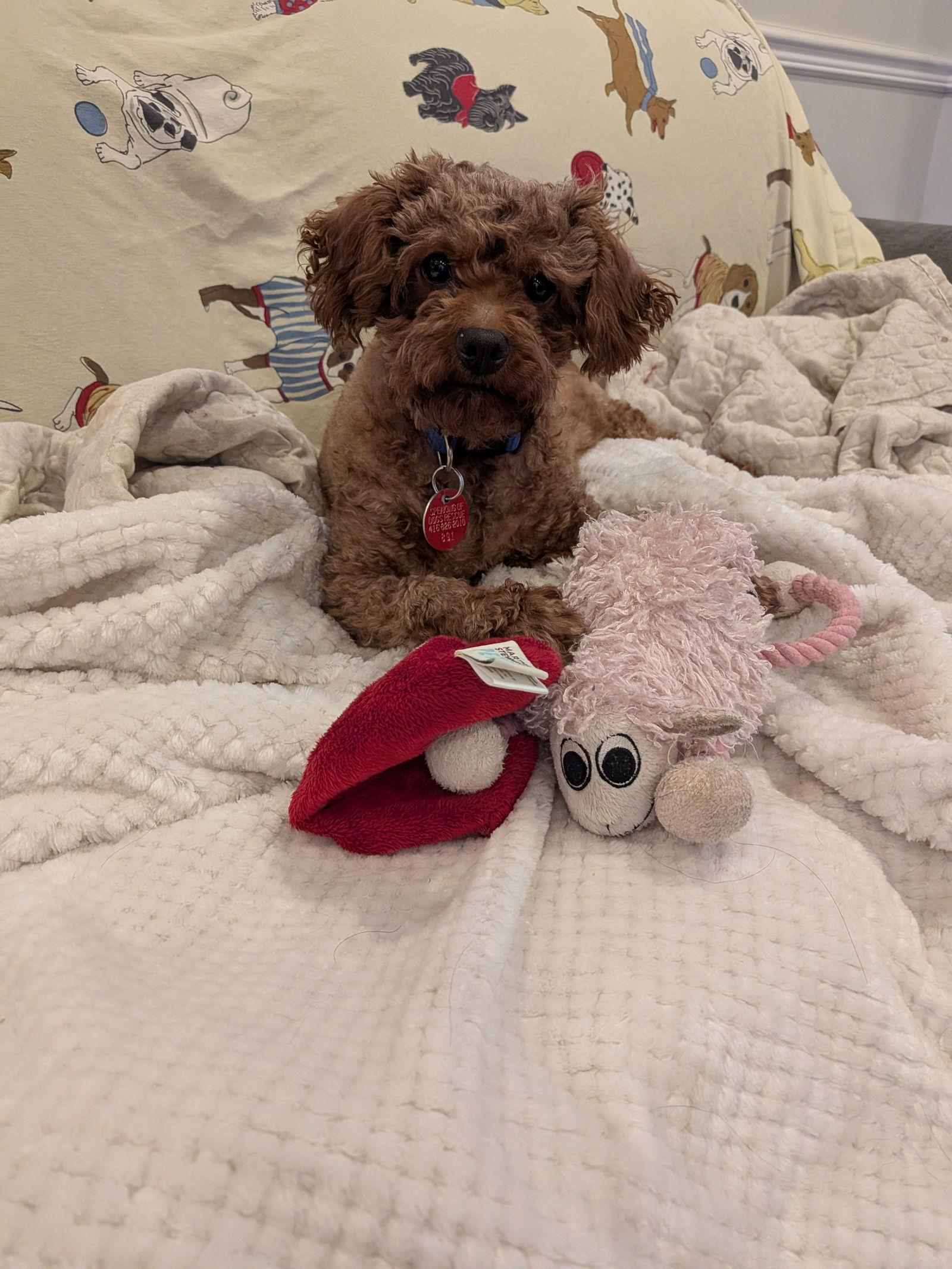 Ruby, Adoptable, Adult Female Poodle.