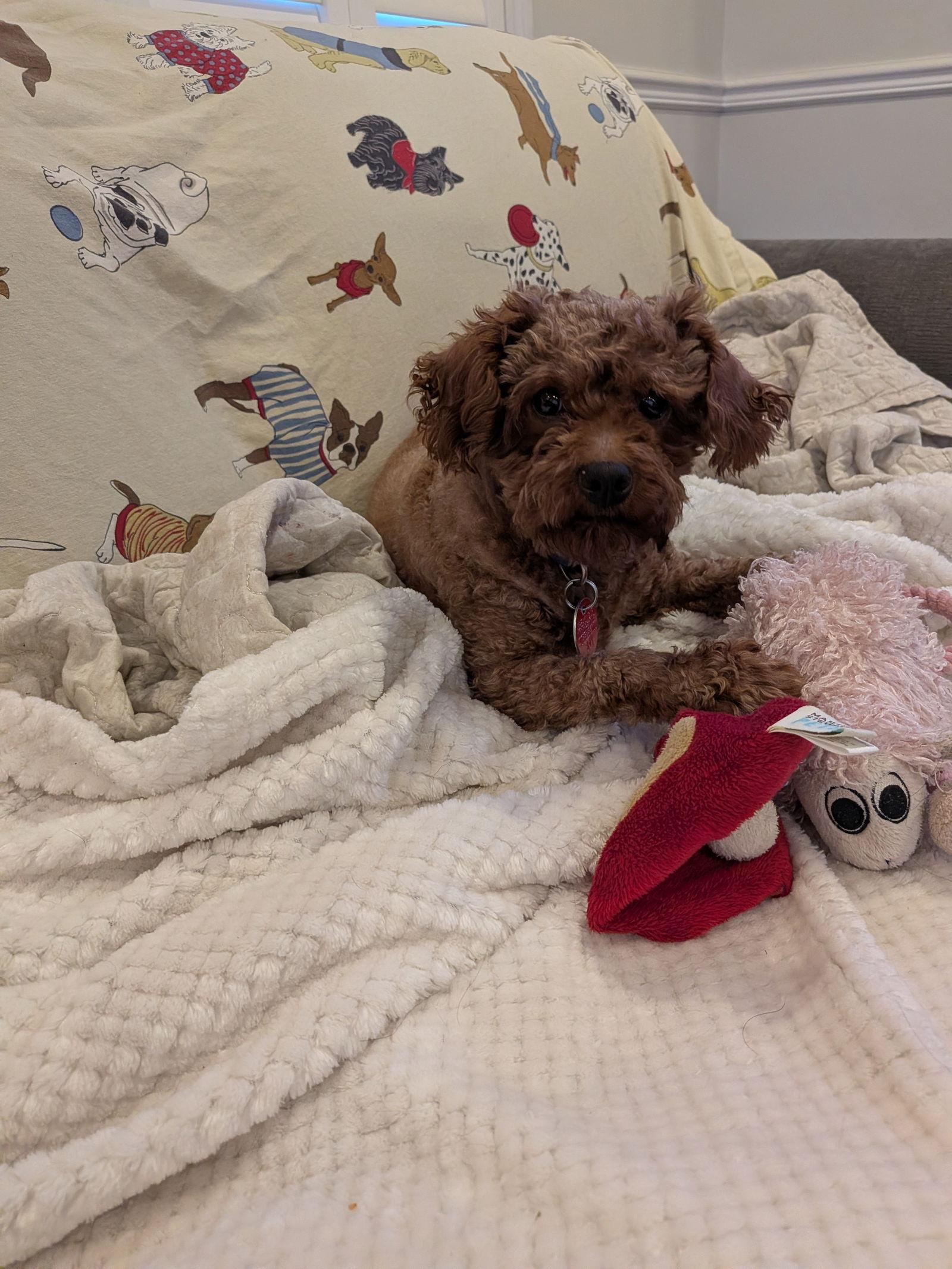 Ruby, a Adoptable Poodle in Etobicoke, ON image 2/3