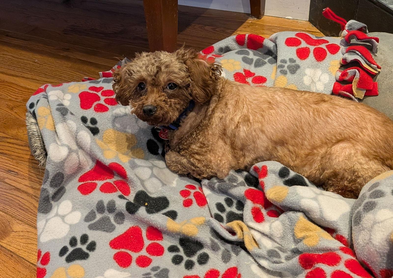 Ruby, a Adoptable Poodle in Etobicoke, ON image 3/3