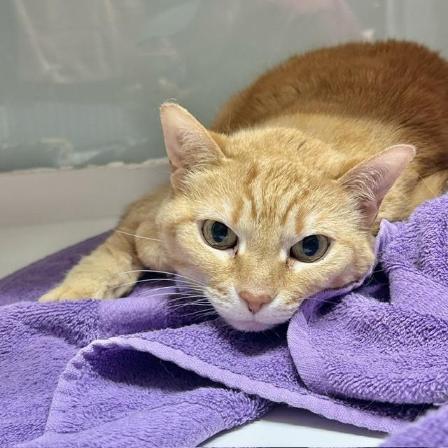 Helga*** Sponsored Adoption Fee!, Adoptable, Adult Female Domestic Short Hair.