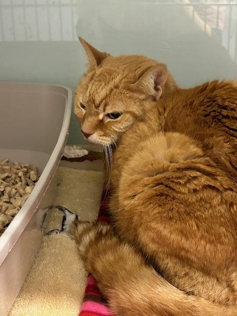 Enlarge Helga*** Sponsored Adoption Fee!, a Adoptable Domestic Short Hair in Muskegon, MI image 2/2