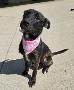 Enlarge Carly, an adoptable mixed breed in Bucyrus, OH image 2/5