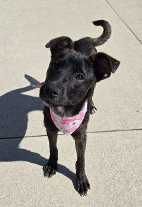 Enlarge Carly, an adoptable mixed breed in Bucyrus, OH image 1/5