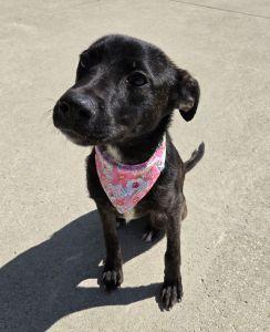 Enlarge Carly, an adoptable mixed breed in Bucyrus, OH image 4/5