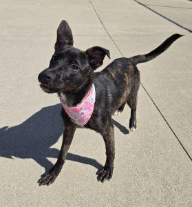 Enlarge Carly, an adoptable mixed breed in Bucyrus, OH image 3/5