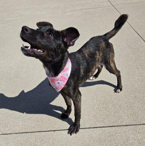 Enlarge Carly, an adoptable mixed breed in Bucyrus, OH image 5/5