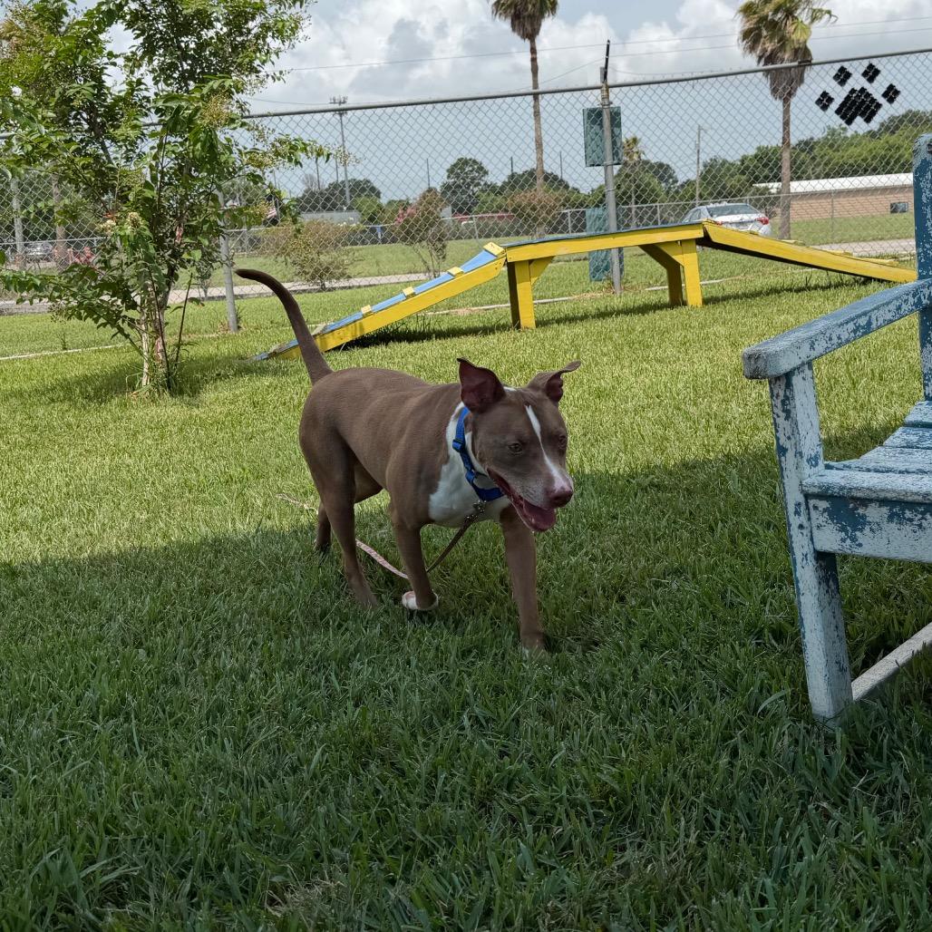 Elmo, Adoptable, Senior Male Mixed Breed & Mixed Breed.