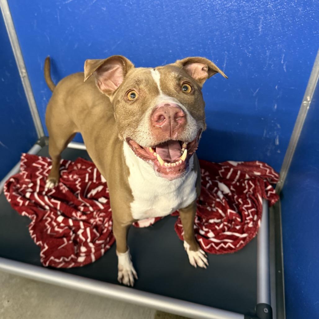 Elmo, Adoptable, Adult Male Mixed Breed & Mixed Breed.