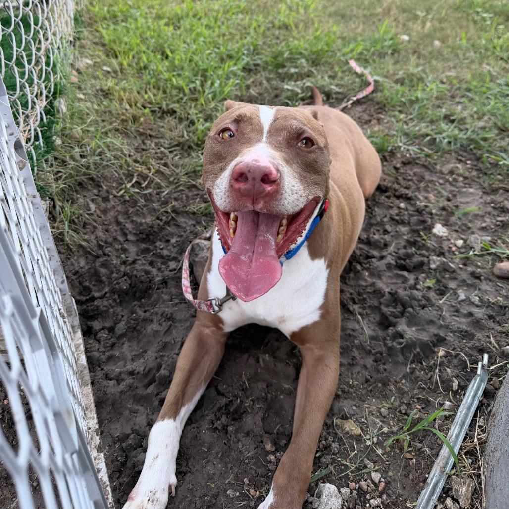 Enlarge Elmo, a Adoptable mixed breed in Dickinson, TX image 3/6