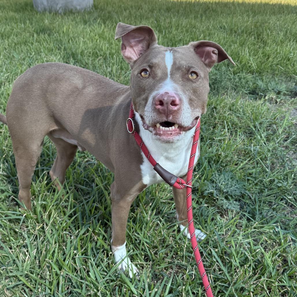 Enlarge Elmo, a Adoptable mixed breed in Dickinson, TX image 4/6