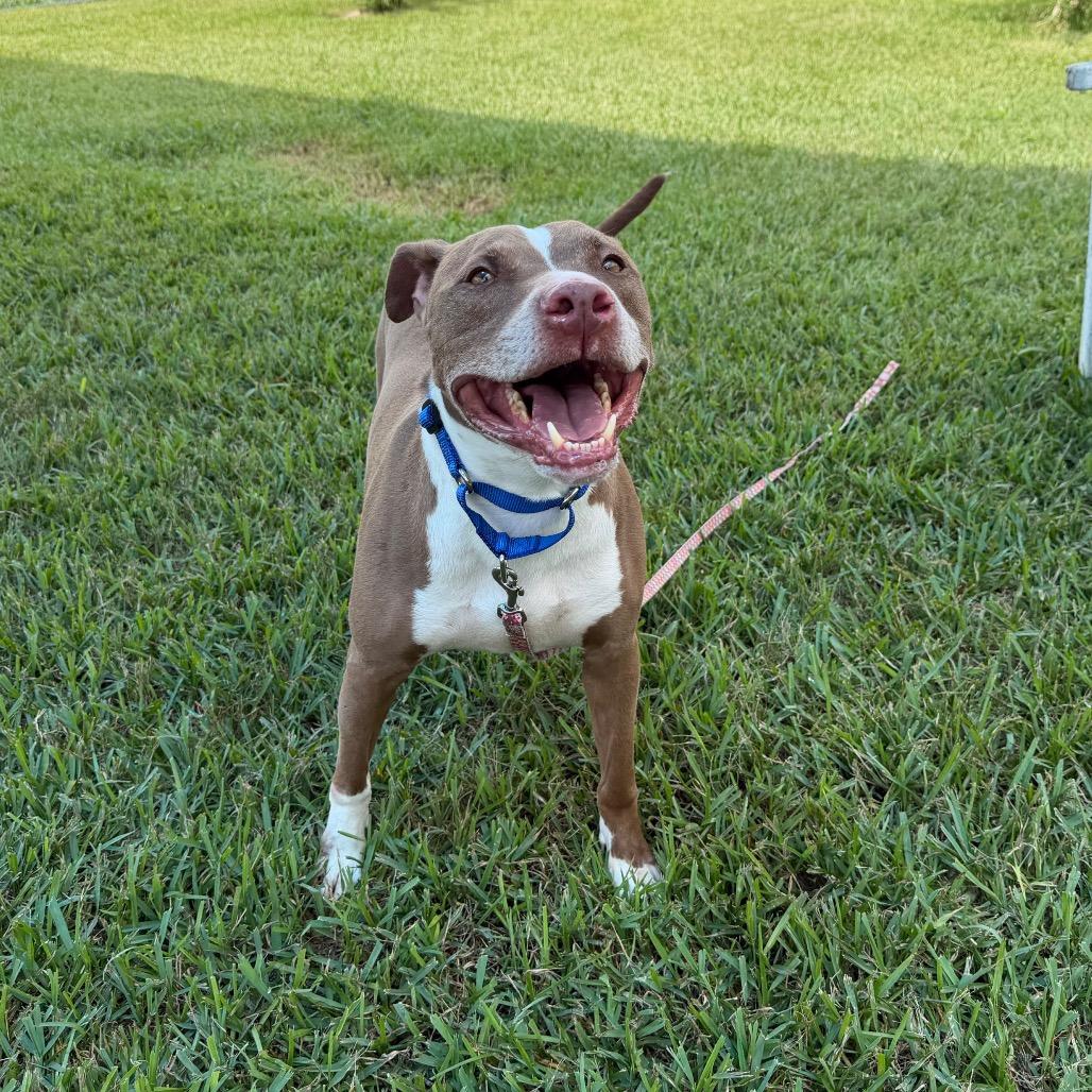 Enlarge Elmo, a Adoptable mixed breed in Dickinson, TX image 5/6