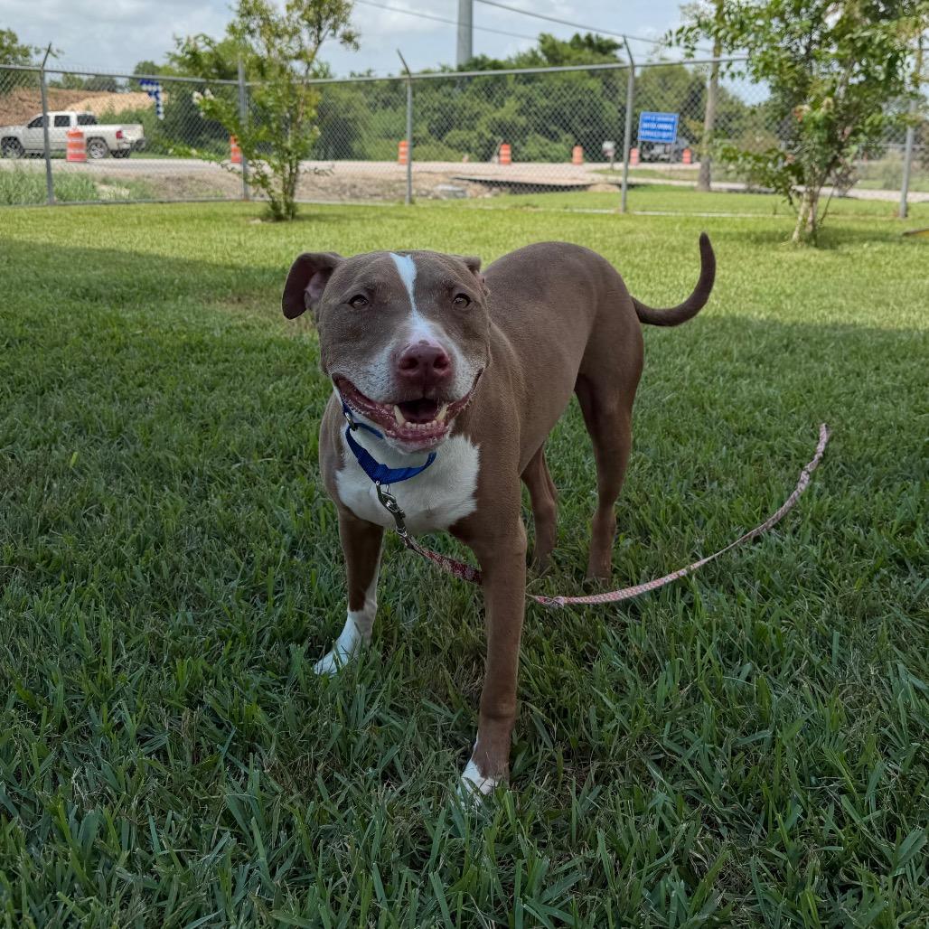 Enlarge Elmo, a Adoptable mixed breed in Dickinson, TX image 6/6