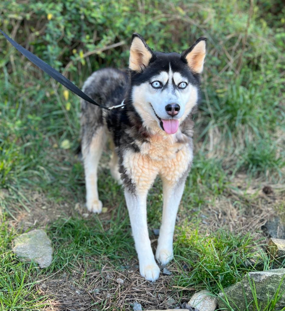 Hope, Adoptable, Adult Female Husky.