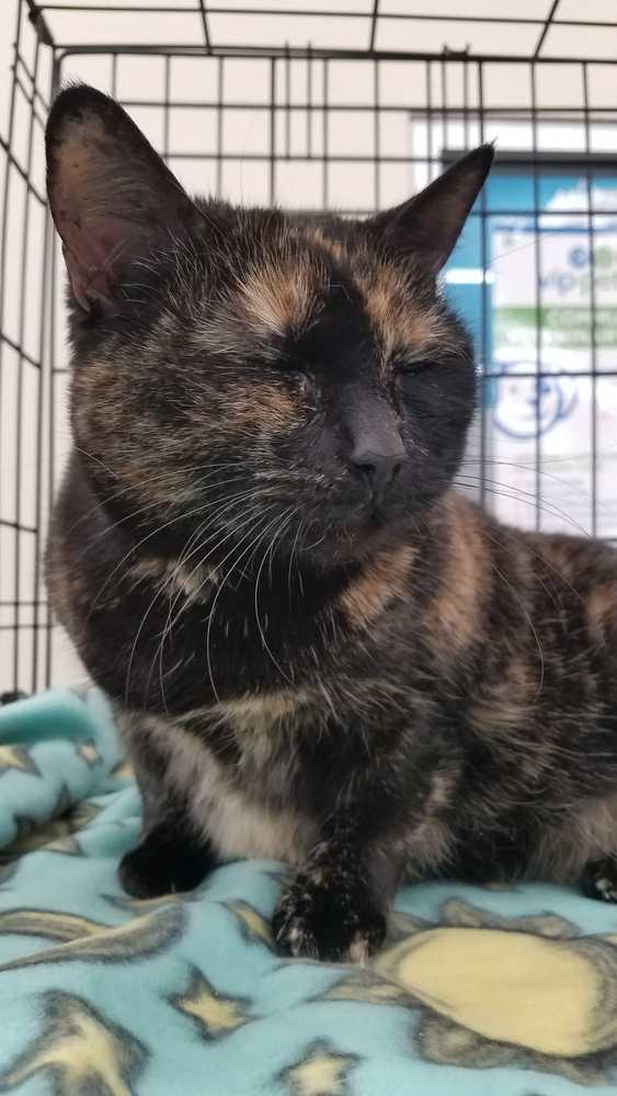 Phoebe, Adopted, Adult Female Domestic Short Hair.