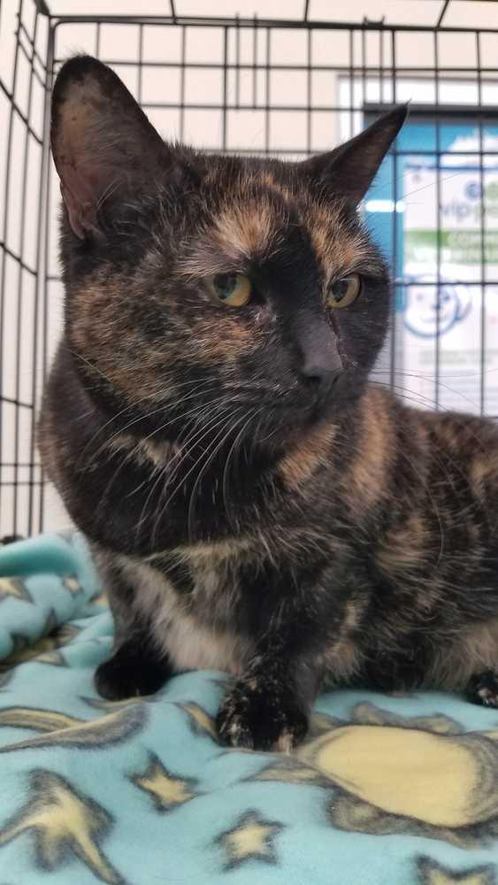 Enlarge Phoebe, a Adopted Domestic Short Hair in Campobello, SC image 2/4