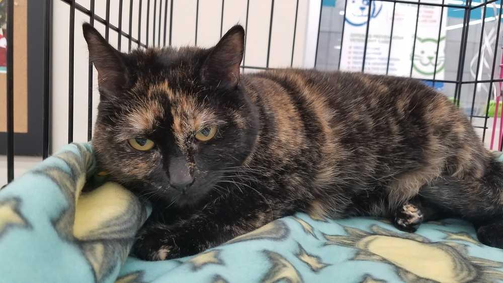 Enlarge Phoebe, a Adopted Domestic Short Hair in Campobello, SC image 4/4