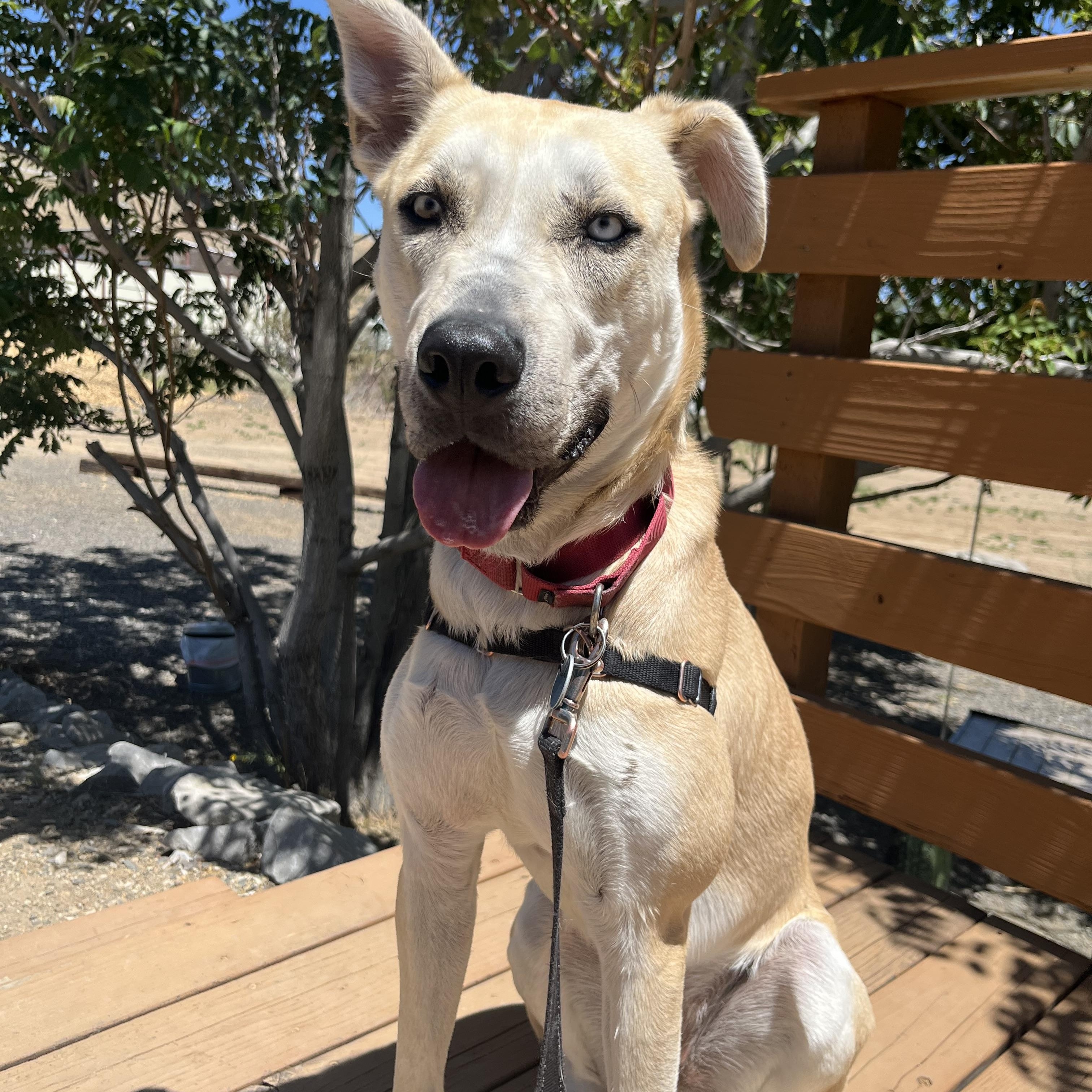Darla, a Adoptable mixed breed in Washoe Valley, NV image 1/2