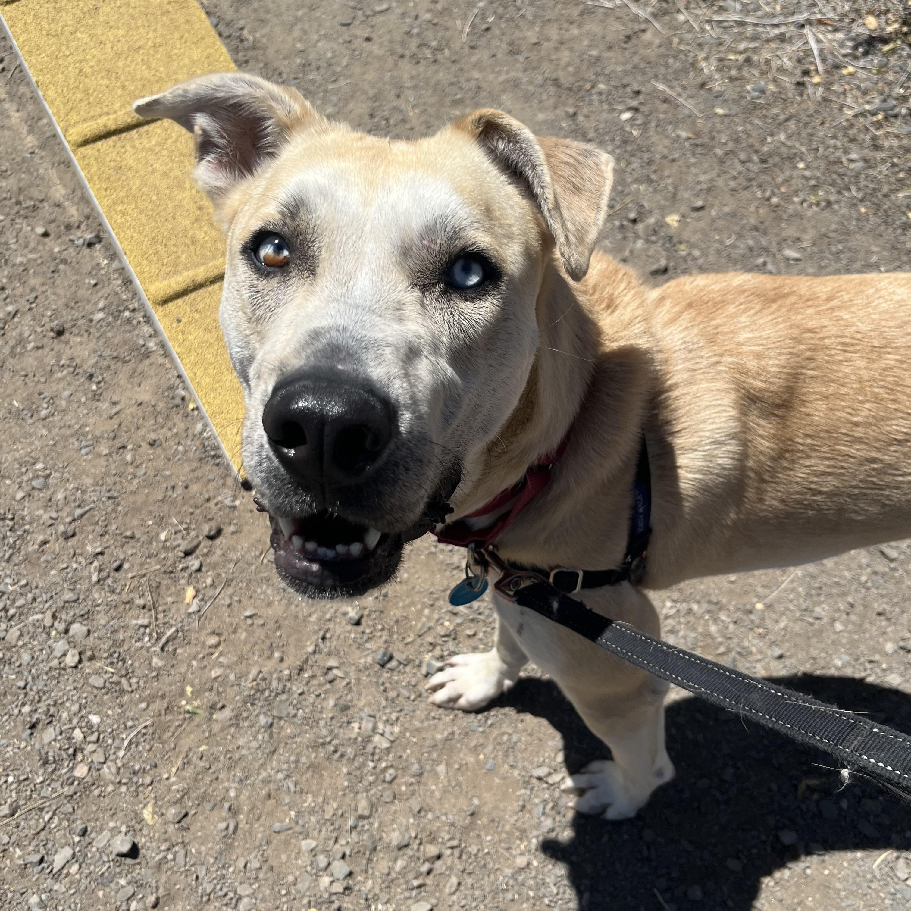 Darla, a Adoptable mixed breed in Washoe Valley, NV image 2/2
