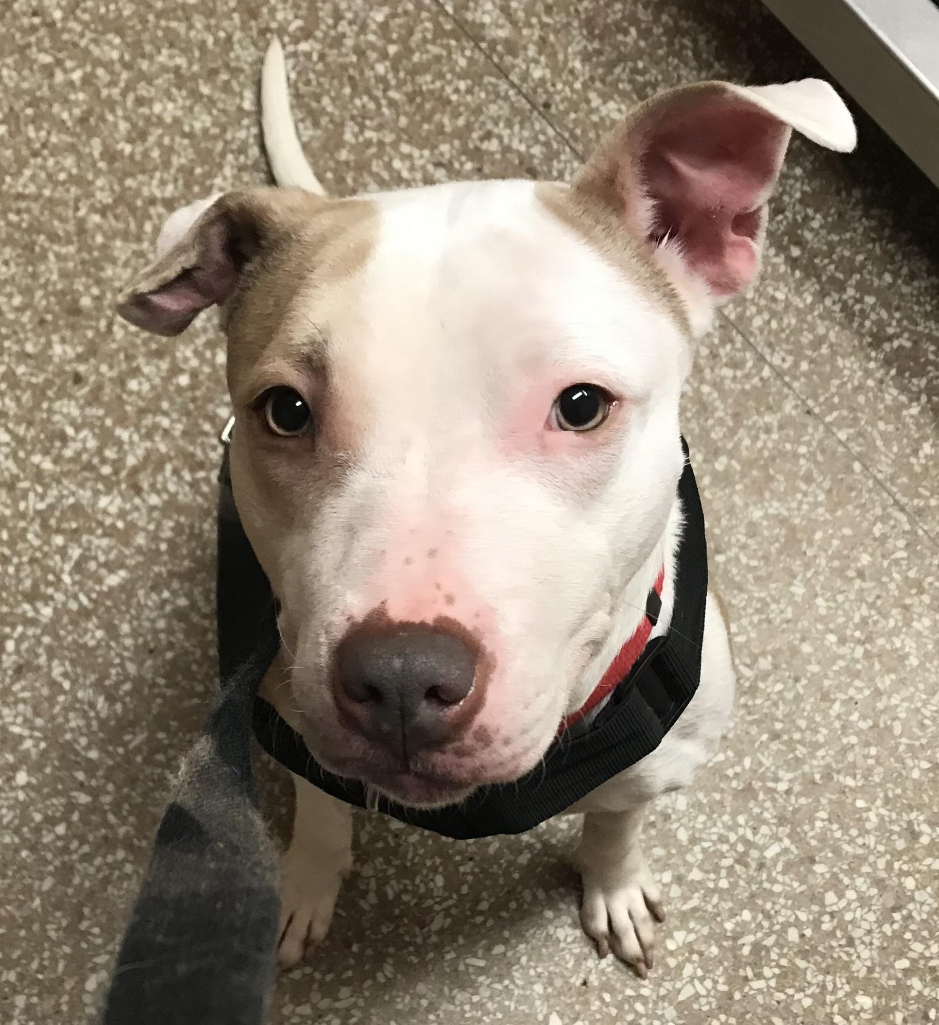 Enlarge Bella -gem!, a Adoptable mixed breed in Montclair, NJ image 1/6