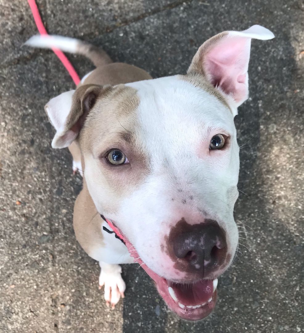 Enlarge Bella -gem!, a Adoptable mixed breed in Montclair, NJ image 2/6