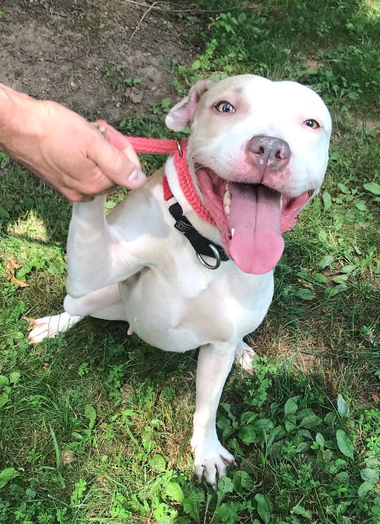 Enlarge Bella -gem!, a Adoptable mixed breed in Montclair, NJ image 3/6