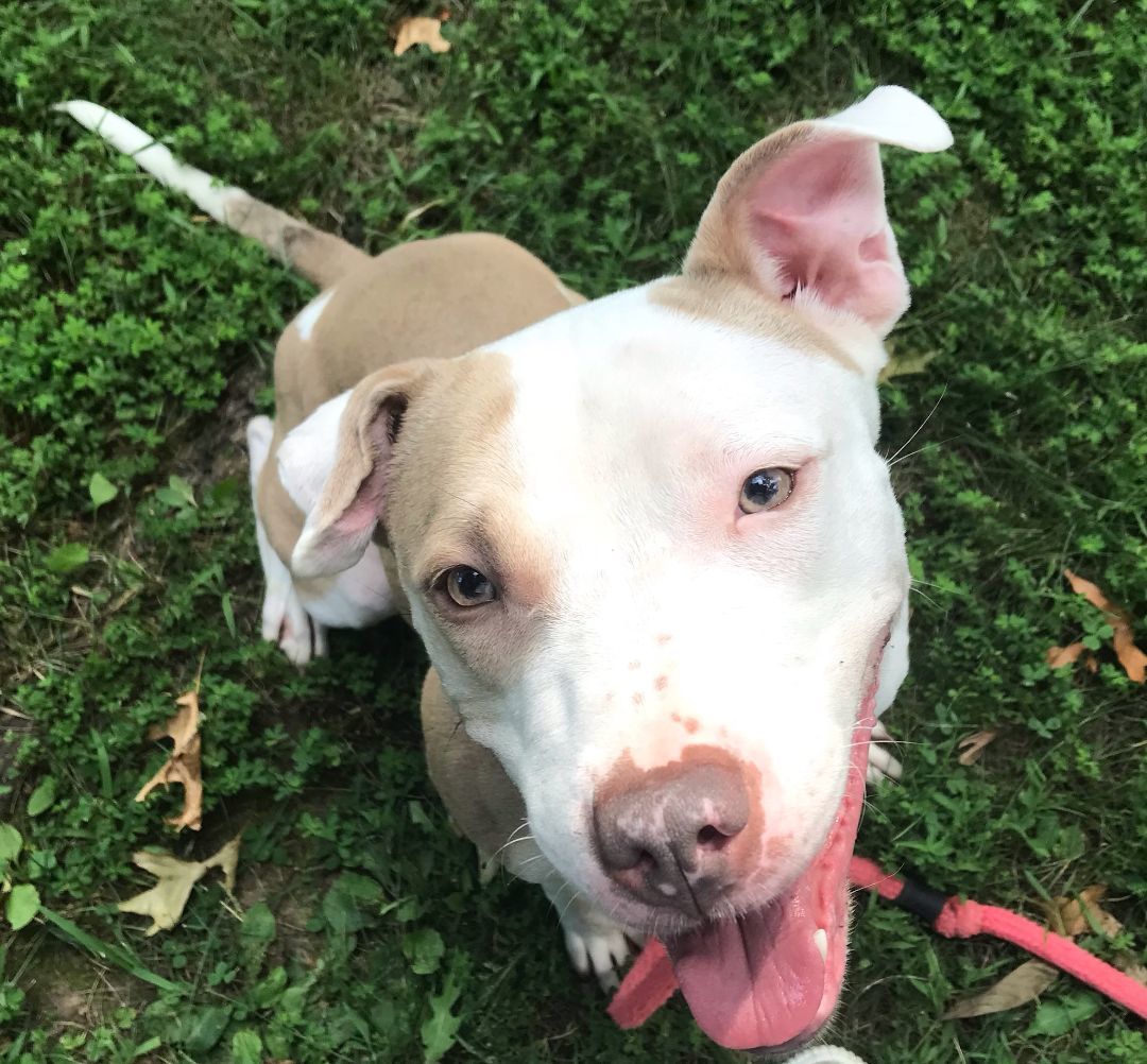 Enlarge Bella -gem!, a Adoptable mixed breed in Montclair, NJ image 5/6