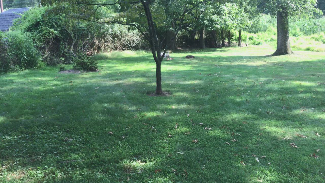 Enlarge Bella -gem!, a Adoptable mixed breed in Montclair, NJ video 6/6